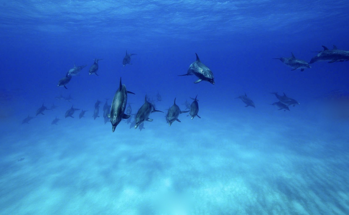 +CEFRDdpTA6mkoCWJfRd+Q_thumb_3f40